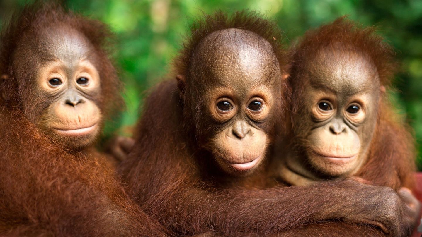 Artenschutz im Alltag: Orang-Utans schützen – vom Frühstück bis zur Fernreise