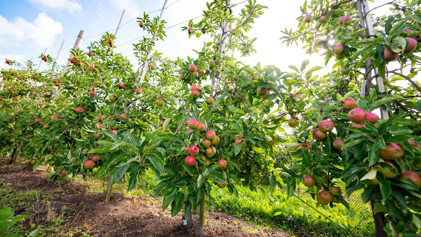 Schätzung der Obstbaubetriebe: Überdurchschnittliche Apfelernte erwartet