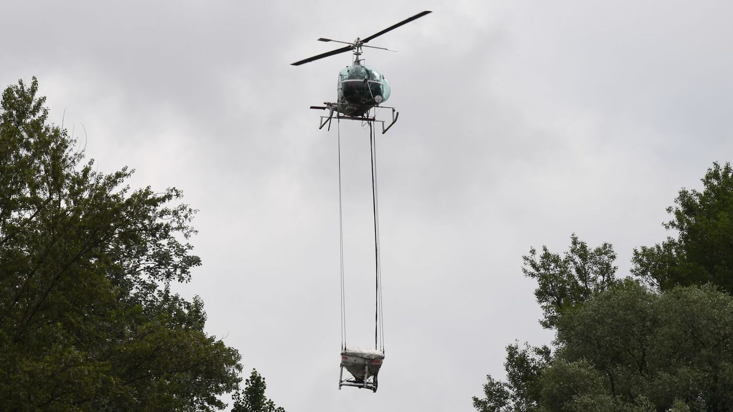 Im Dickicht der Rheinauen: Stechmücken am Oberrhein: Der Sommer ist noch nicht gerettet