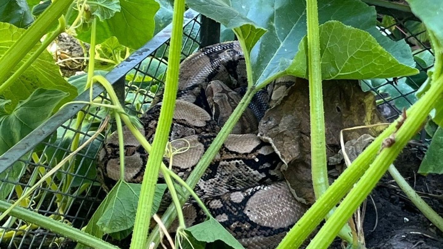 Tierische Gefahr: Frau entdeckt Riesen-Würgeschlange im heimischen Kompost