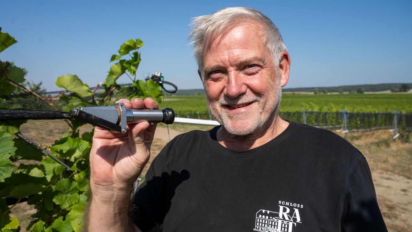 Weinanbau im Norden: Größtes Weingut im Norden erwartet deutlich größere Ernte