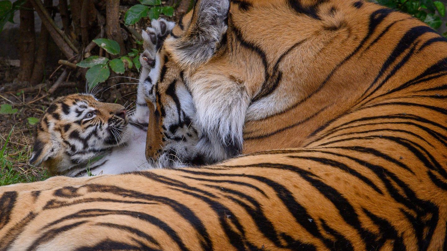 Tiere: Magdeburger Zoo hat einen Tiger weniger