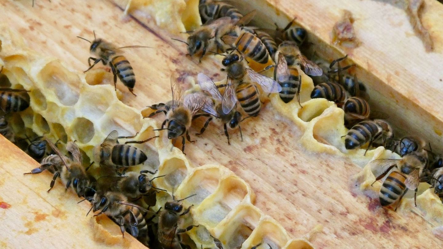Tierseuche: Amerikanische Faulbrut – Entwarnung in Blankenfelde-Mahlow