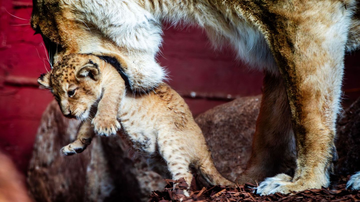 Nachwuchs im Zoo: Löwenbaby ist Mädchen und hat älteste bekannte Mutter