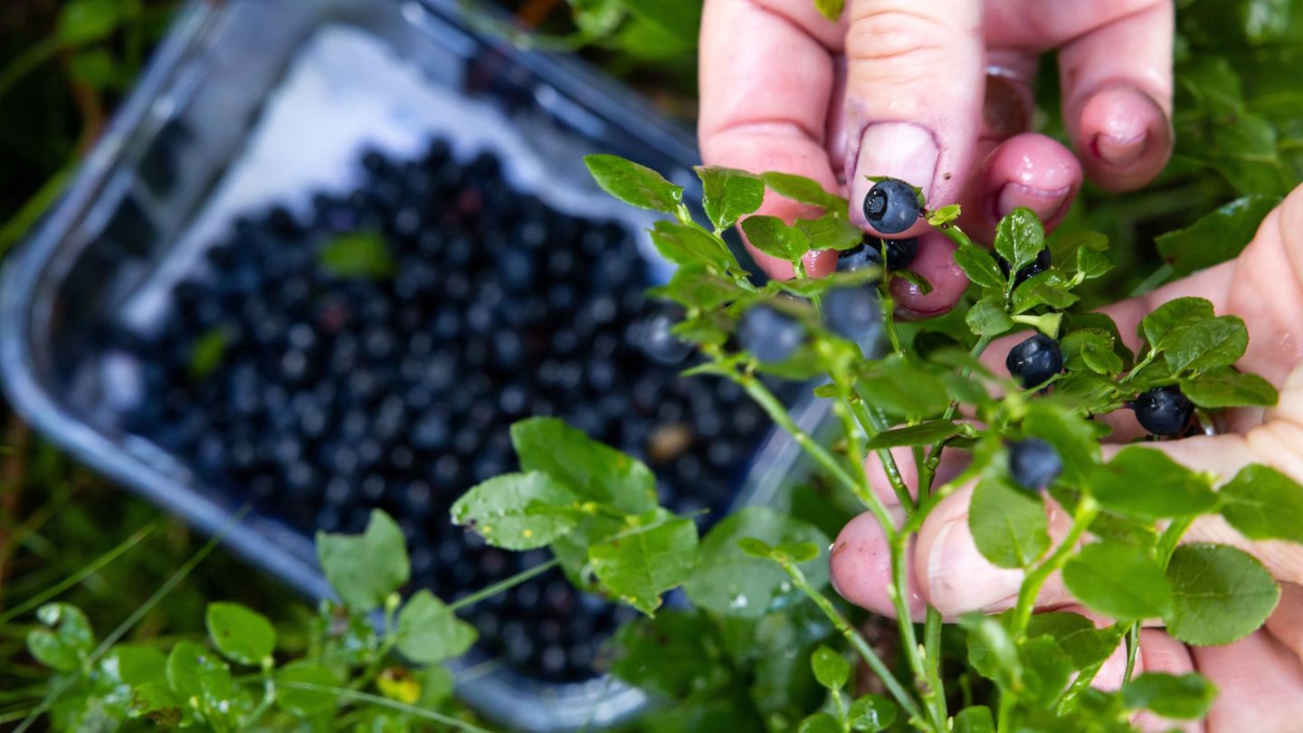 Umwelt: Saison für Blaubeeren in Thüringens Wäldern
