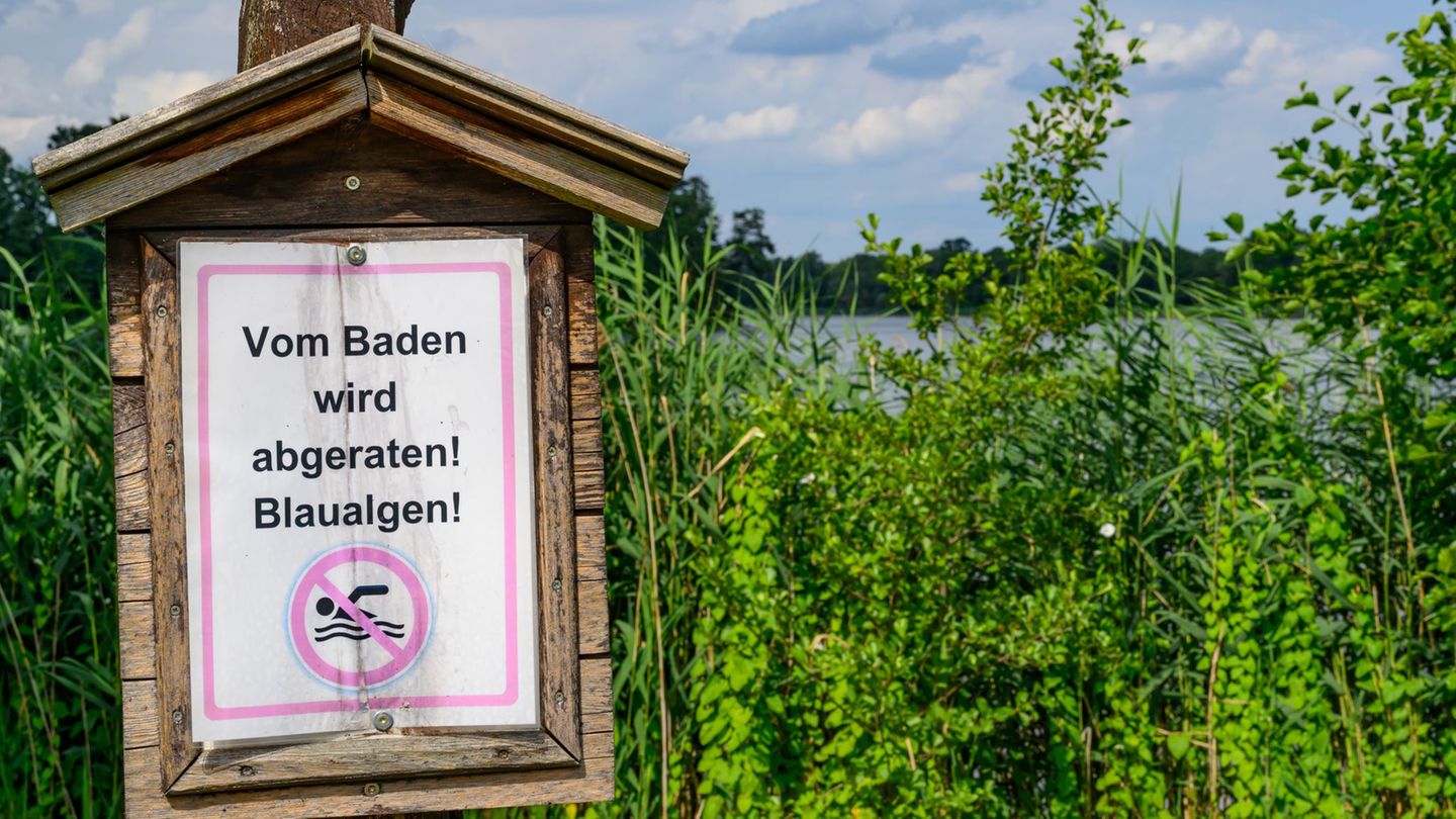 Gefahr beim Baden: Badespaß ohne Risiko – Blaualgen nicht in gefährlicher Menge