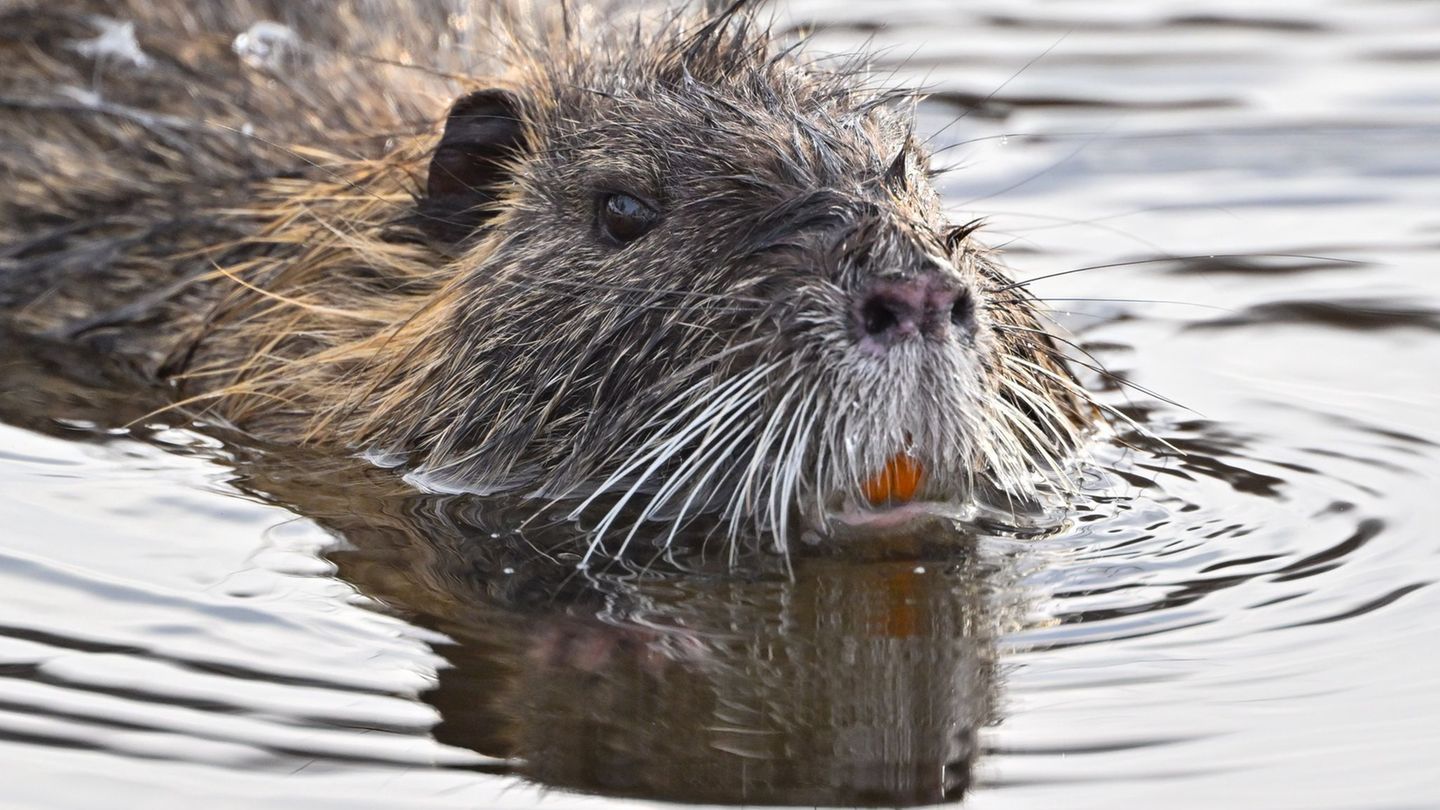 Invasive Tierart: Nutrias verbreiten sich rasant im Südwesten