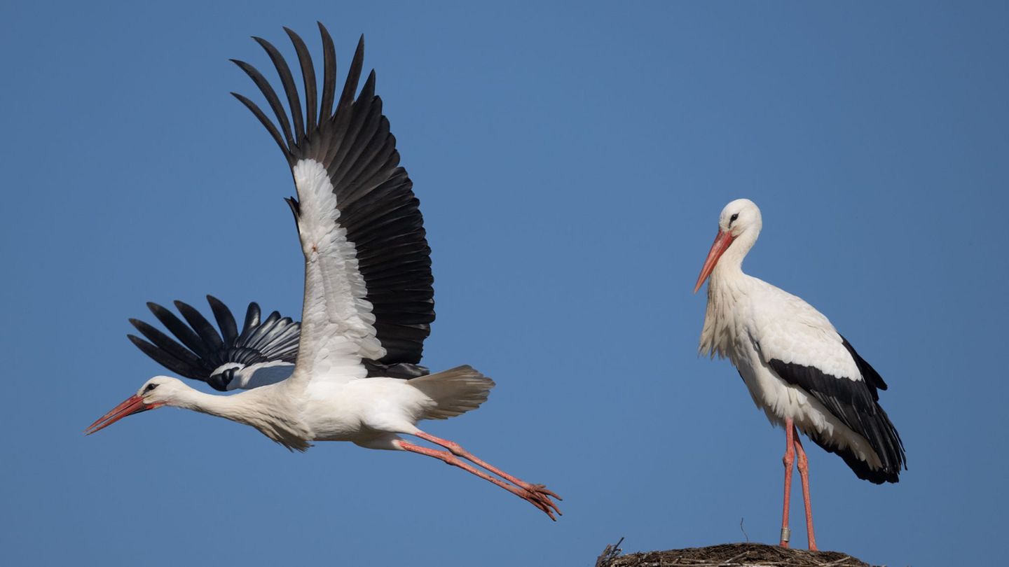Vögel in Hessen: Ab in den Süden: Zugvögel bereiten sich auf Reise vor