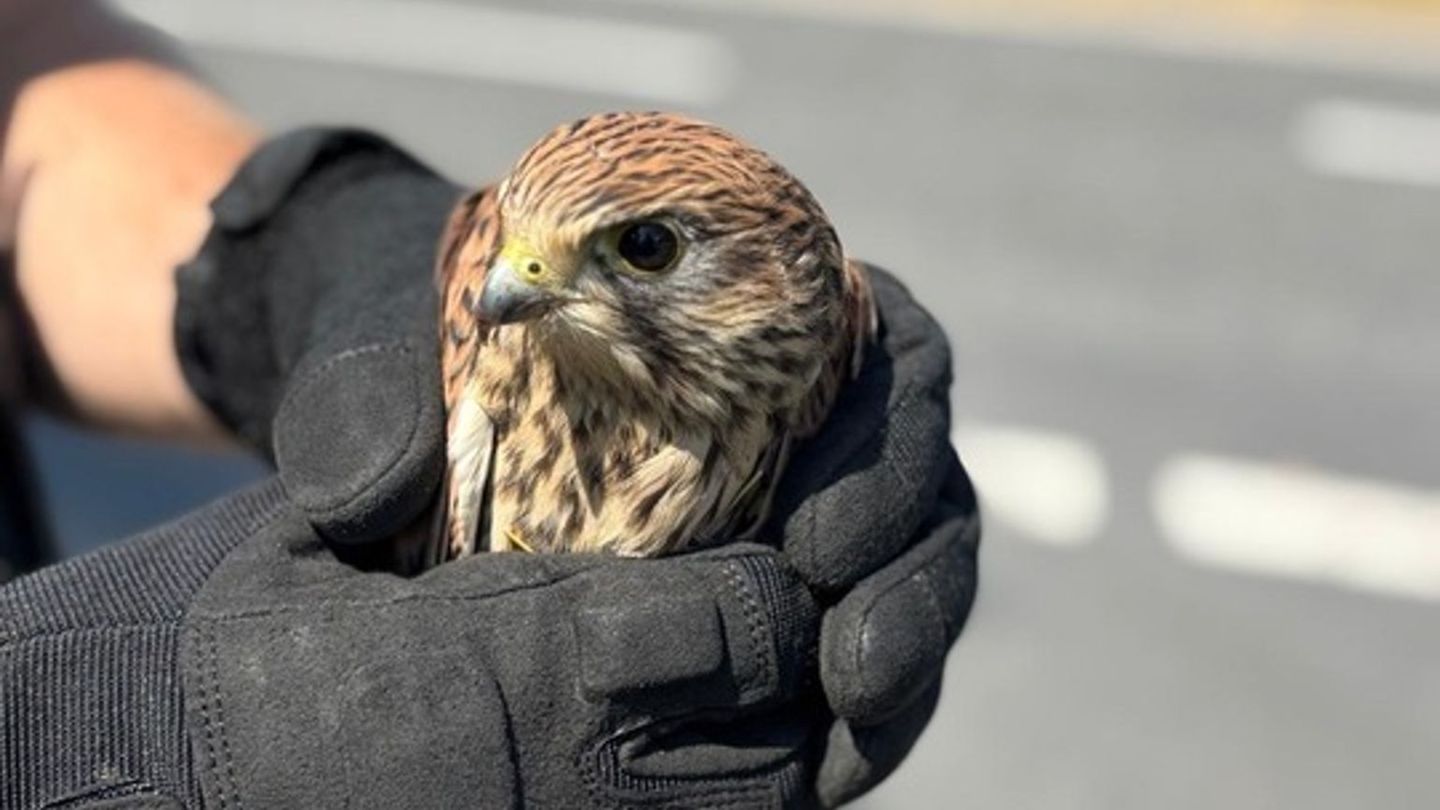 Polizeieinsatz: Verletzter Greifvogel von Landstraße gerettet