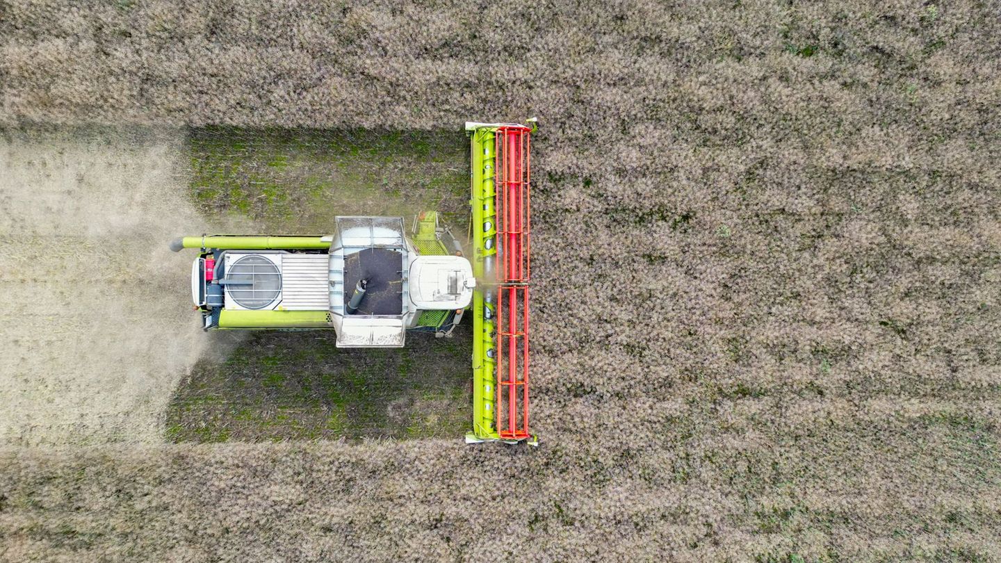 Landwirtschaft: Brandenburgs Getreideernte soll leicht steigen