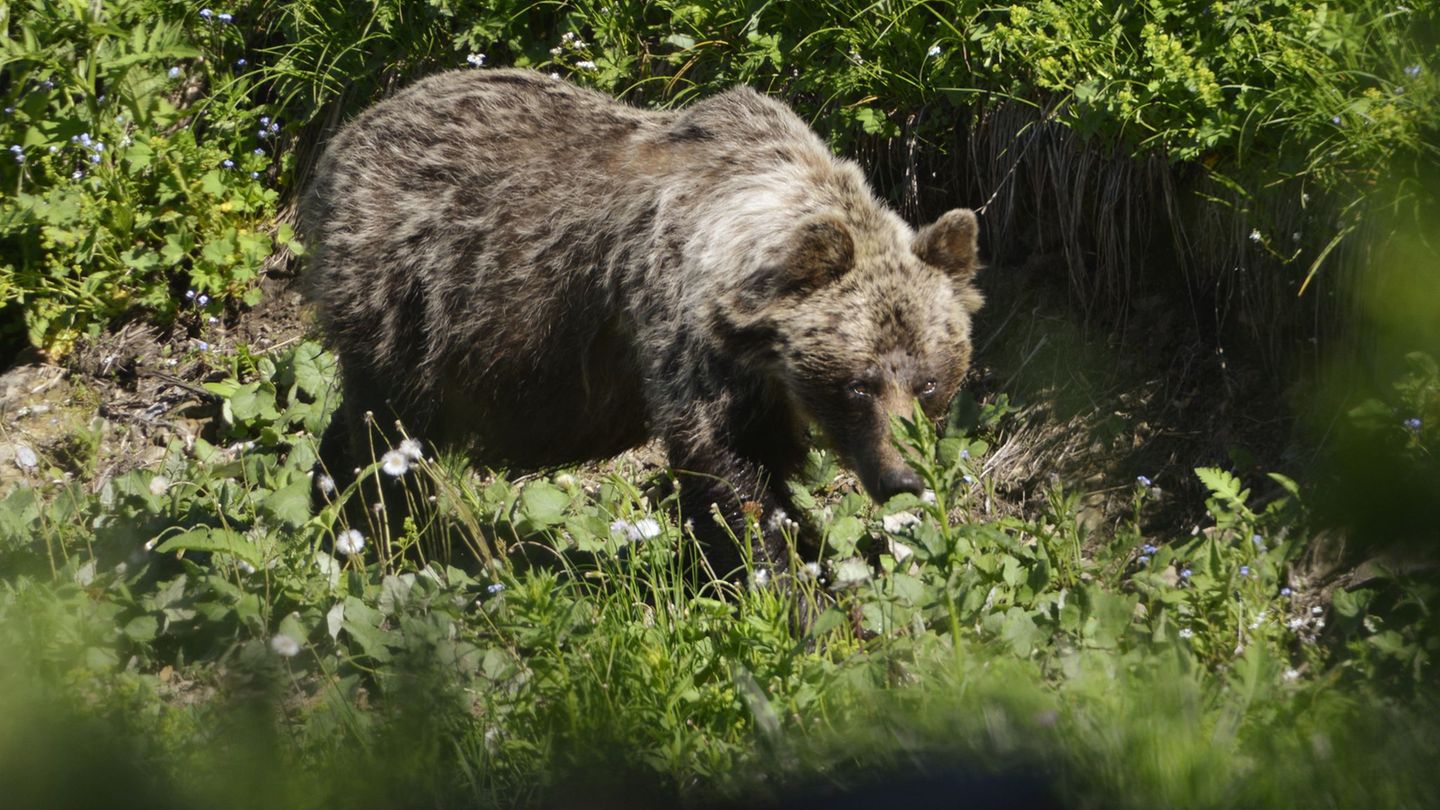 Europas größtes Landraubtier: Nach Zwischenfällen: Slowakei zählt ihre Braunbären