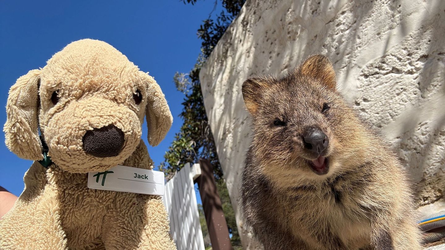 Kuscheltier sucht Familie: Vergessener Plüschhund Jack wird Internetstar in Australien