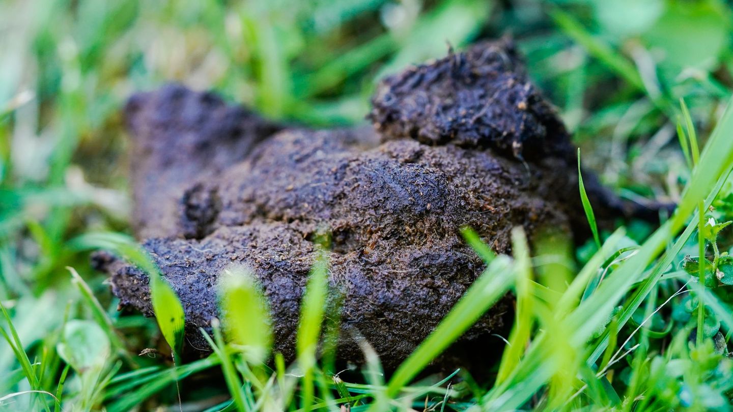 Hunde und Umwelt: Kleine Haufen, großes Problem – Ärger mit Hundekot