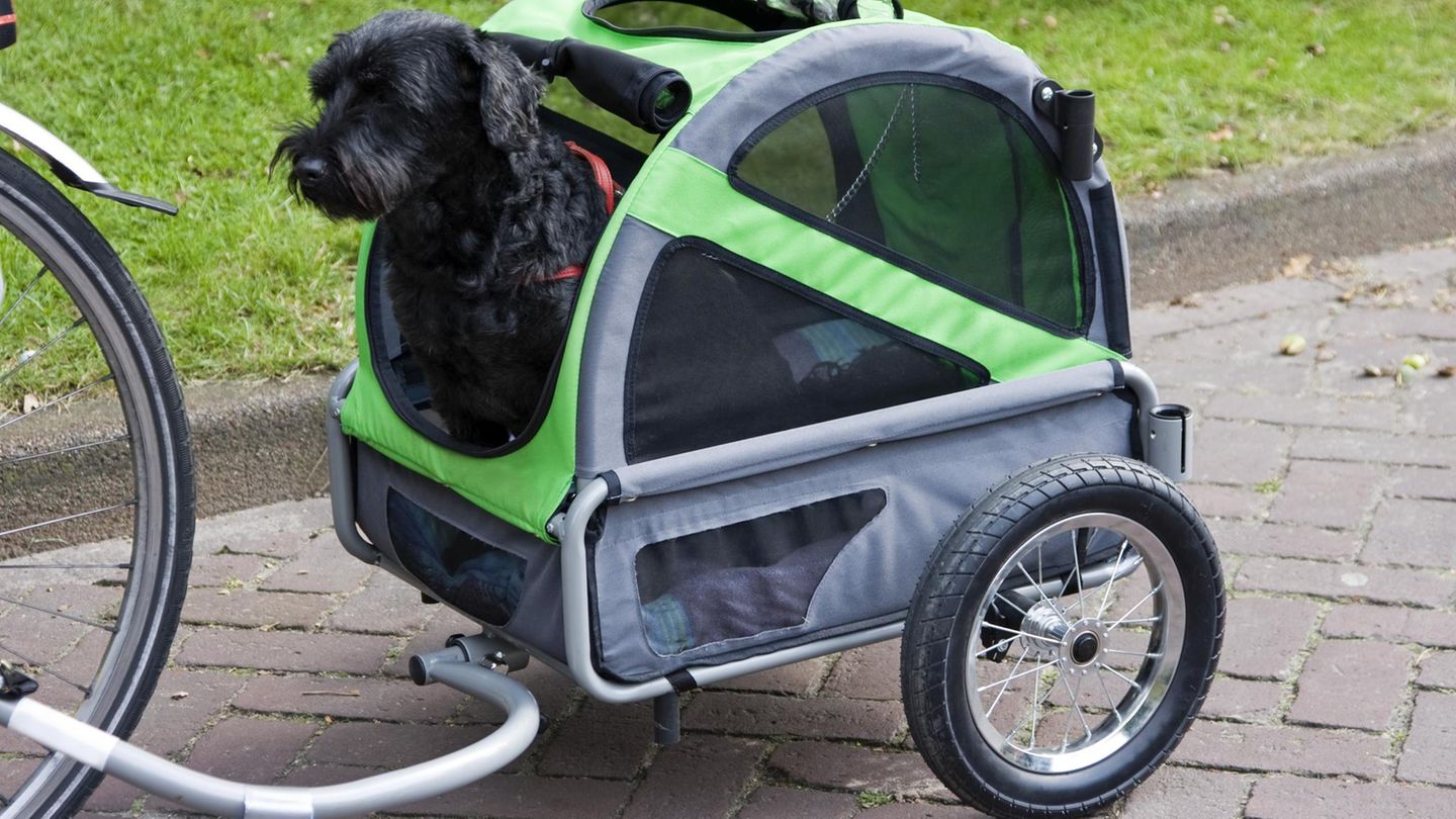 Tipps vom ADAC: Fahrradanhänger für Hunde: Darauf sollten Sie achten