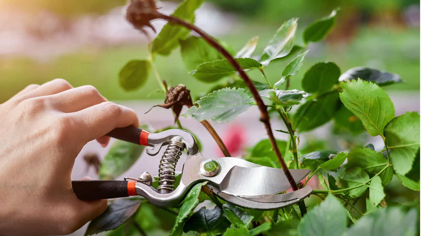 Grünpflege: Schneiden, düngen, pflanzen: Die wichtigsten Gartenarbeiten im August