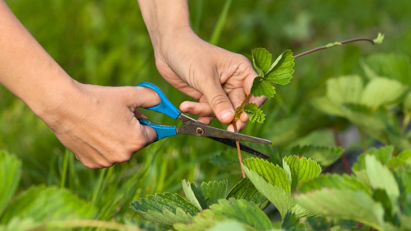 Gartentipps: Clever kürzen: Diese Fehler sollten Sie beim Erdbeeren schneiden vermeiden