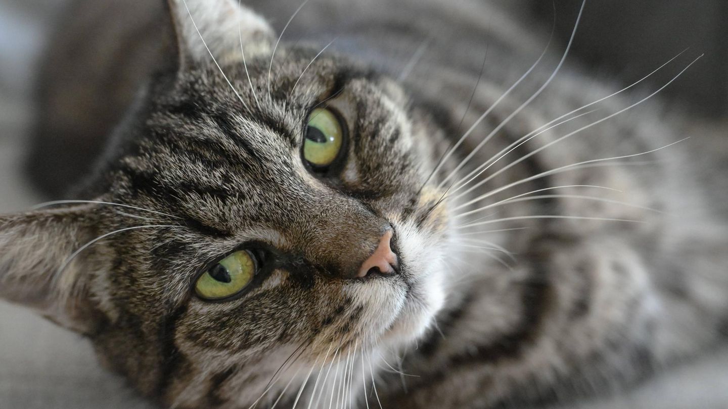 Weltkatzentag: Warum Katzen die Nähe von Menschen suchen, die keine Katzen mögen