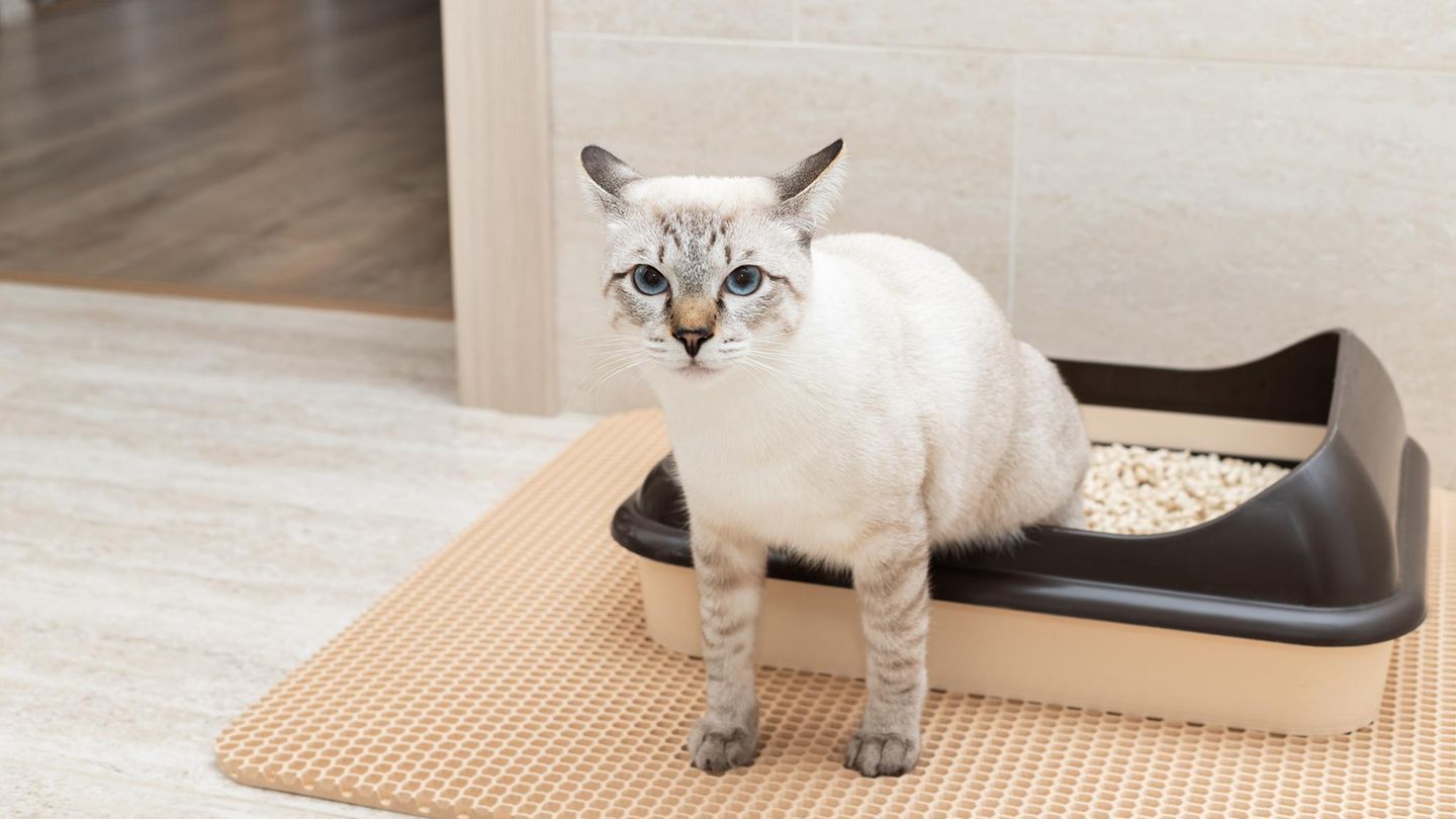 Internationaler Tag der Katze: Für Katzenhalter: Warum die Anschaffung einer Streumatte sinnvoll ist