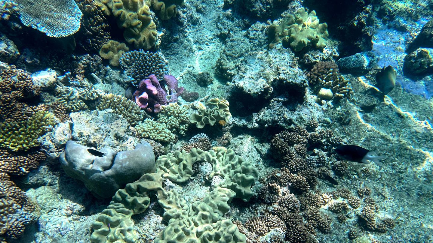 Globale Erwärmung: Hitze richtet Korallen vor Australien zugrunde – auch Great Barrier Reef betroffen