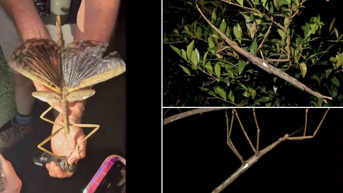 Neue Tierart: Dicker Brummer: Forscher entdecken schwerstes Insekt Australiens