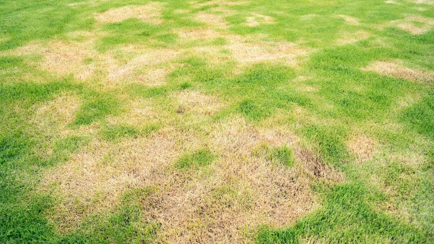 Gartenpflege: Ursachen für verbrannten Rasen erkennen und handeln – Tipps und Tricks