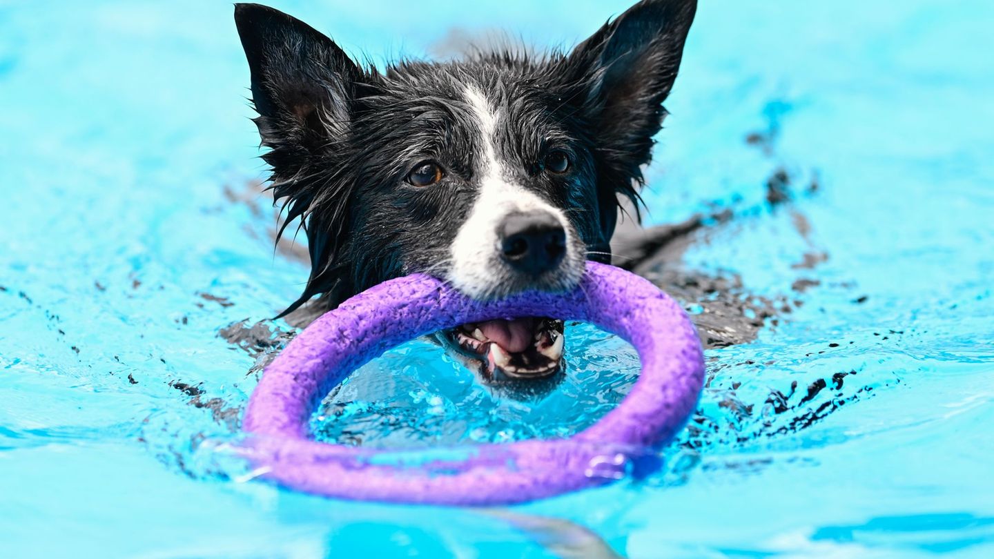Tiere im Schwimmbad: Hundebaden in Berliner Freibädern am 20. und 21. September