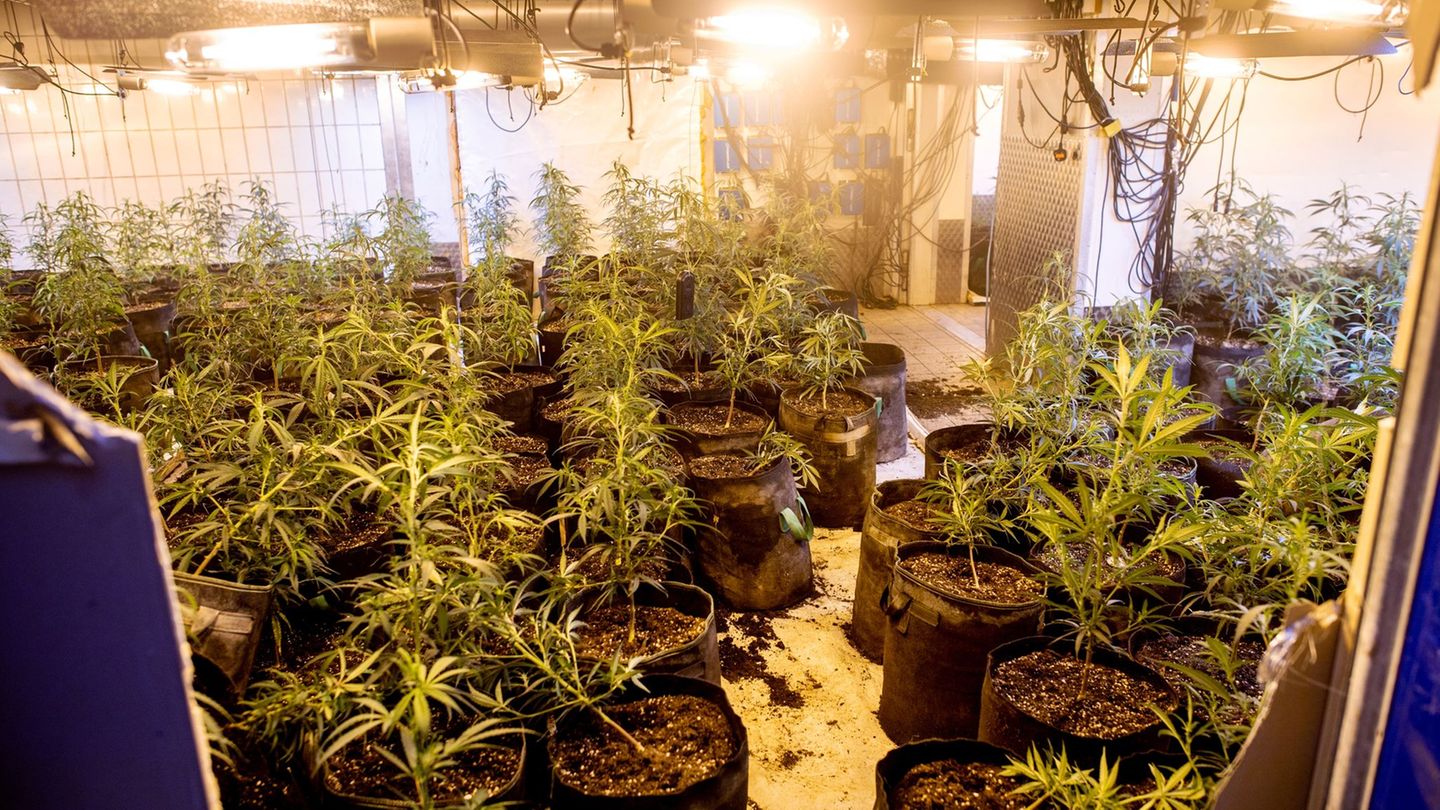 Durchsuchungen: Schusswaffen und Cannabis sichergestellt – fünf Festnahmen