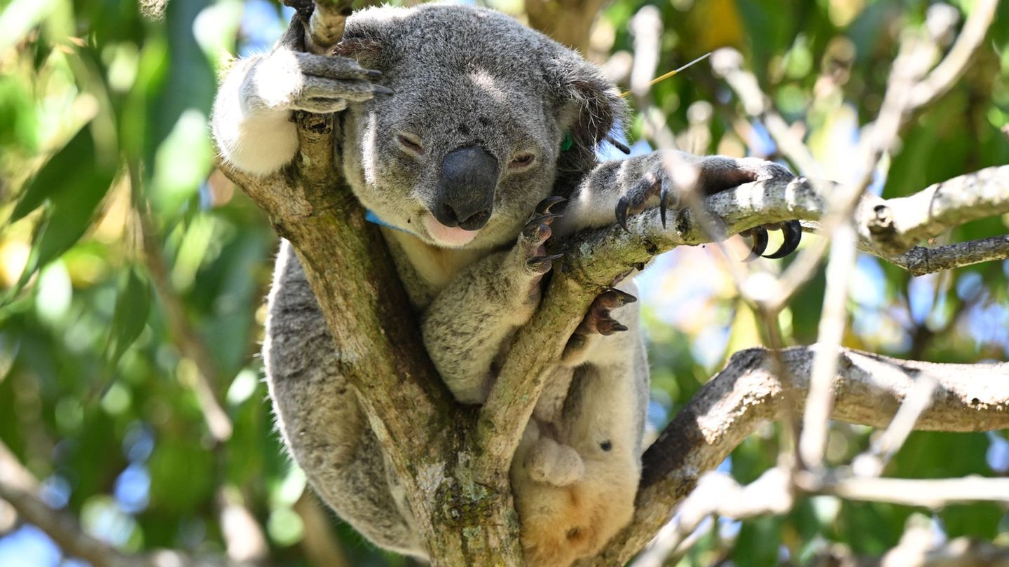 Hoffnung für Beuteltiere: Australien lässt Impfstoff gegen tödliche Koala-Krankheit zu