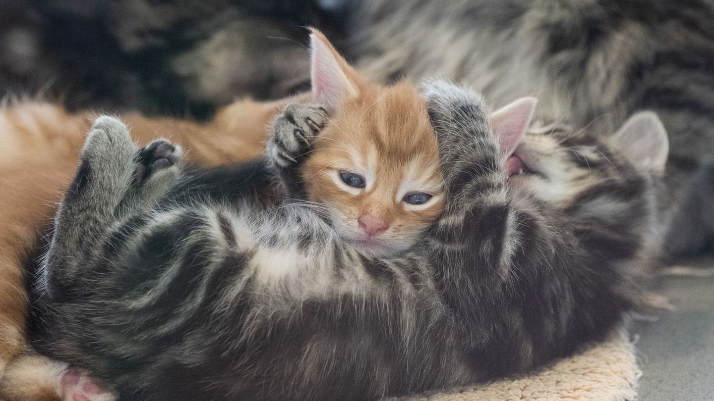 Tierheim Berlin: Berliner Tierheim nimmt in den Ferien mehr als 300 Tiere auf
