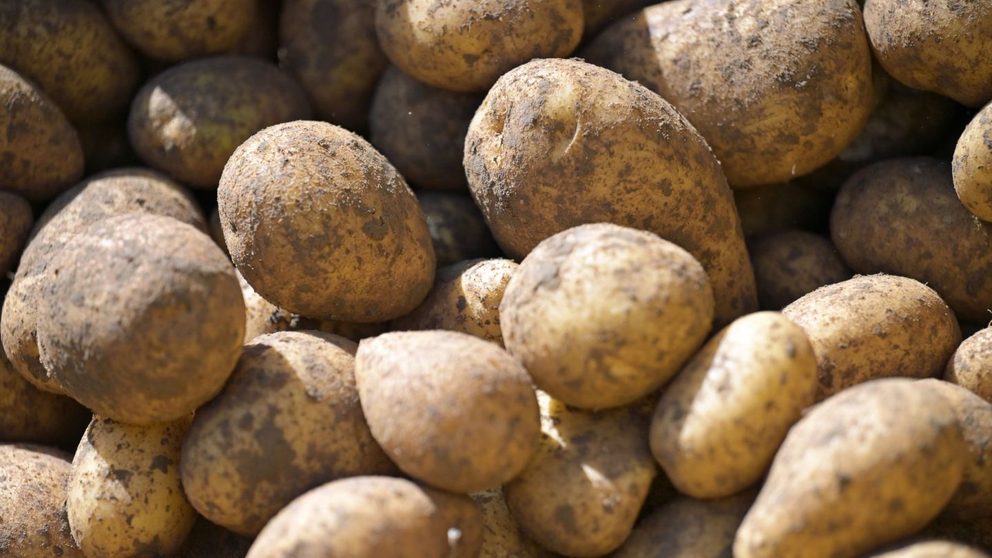 Kartoffel-Diebe: Halbe Tonne Kartoffeln vom Acker gestohlen