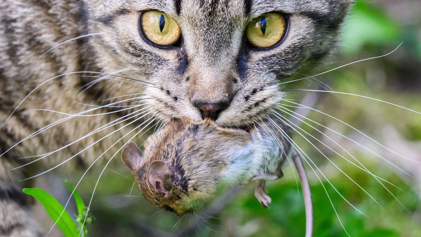 Katzen: Kastrationspflicht? – Wie umgehen mit der Katzenflut