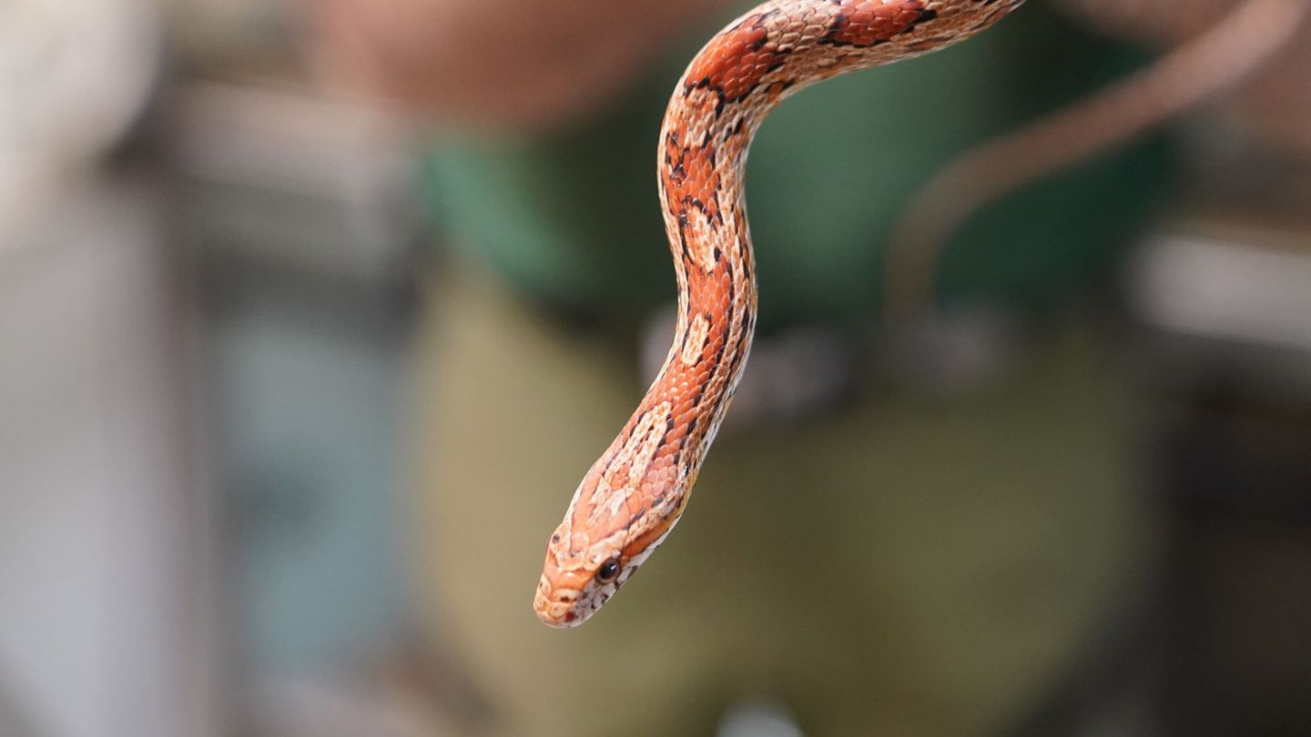 Tiere: Exotische Schlange in Ahrensburg entdeckt