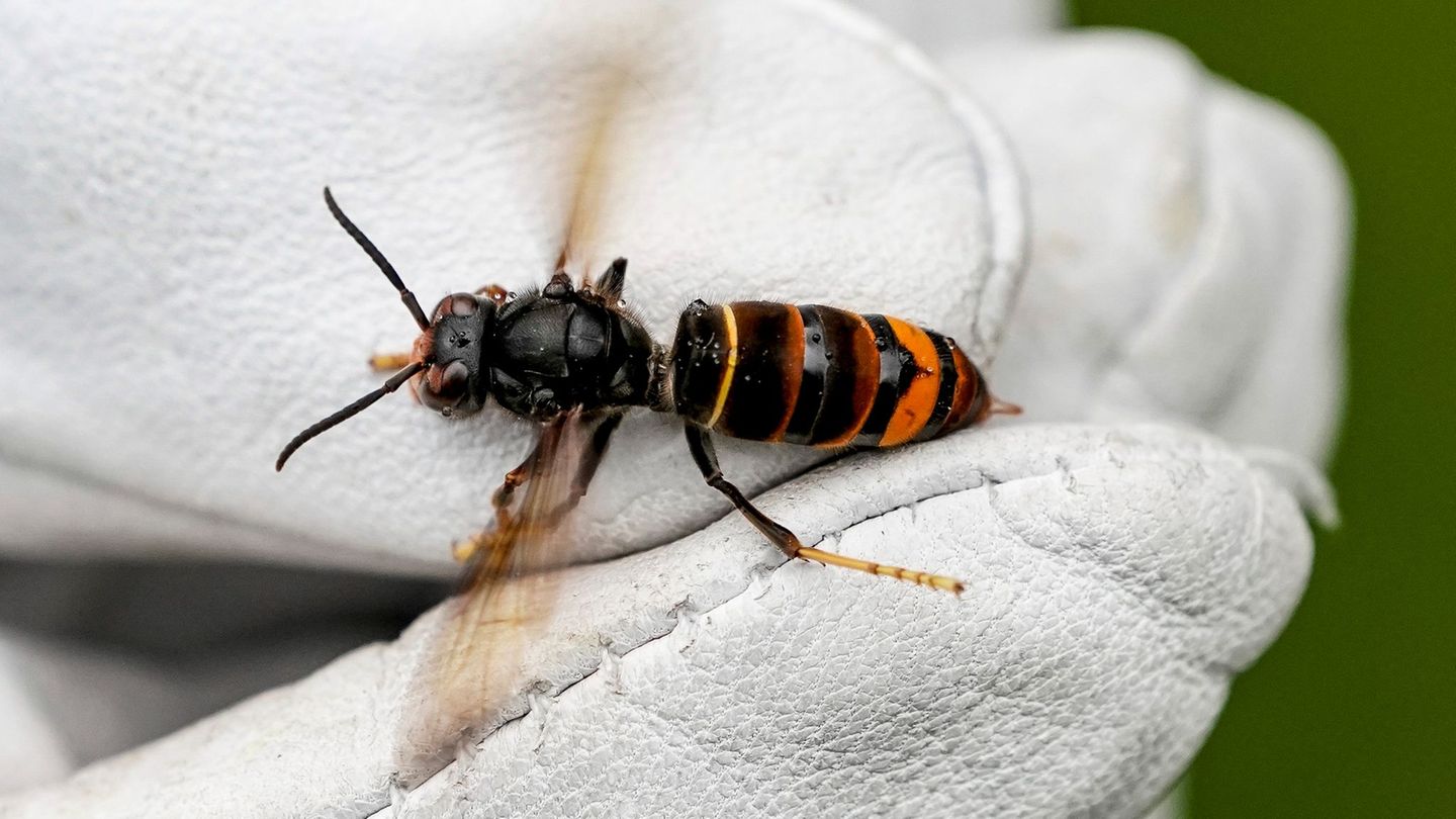 Bestätigte Sichtung: Invasive Asiatische Hornisse in Sachsen-Anhalt nachgewiesen