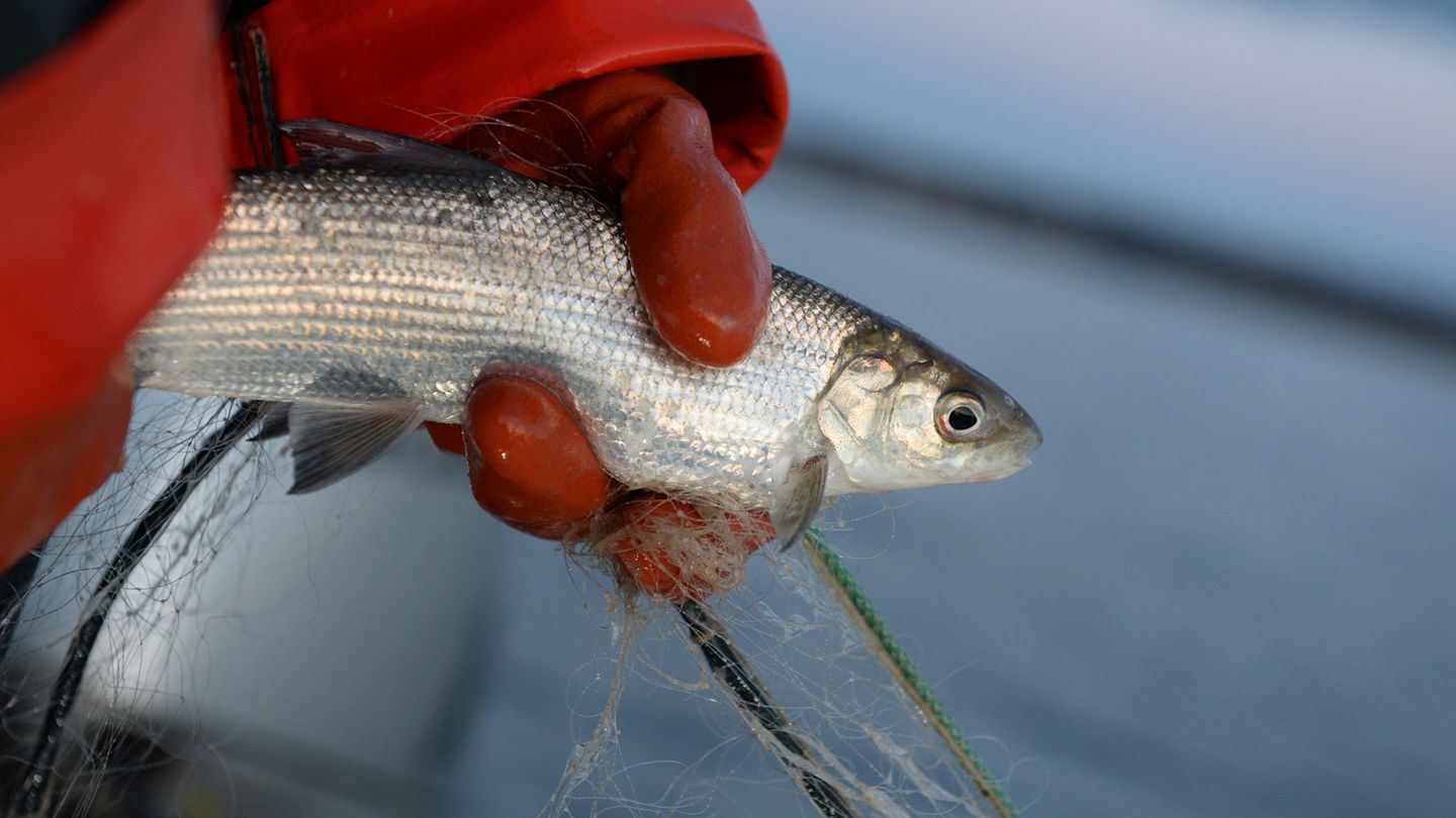 Fischerei: Felchenbestand im Bodensee erholt sich langsam