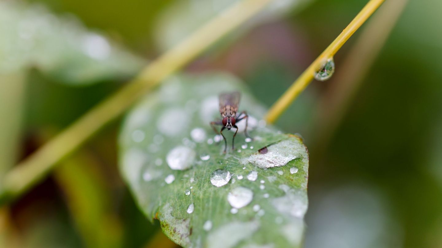 Wetter: Wechselhaftes Herbstwetter zur Kommunalwahl in NRW
