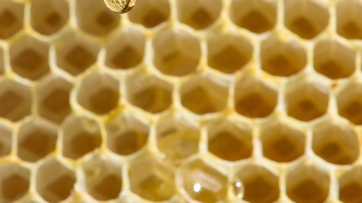 Fleißige Bienen: Honigernte in Sachsen stabil – Sorge wegen Importware