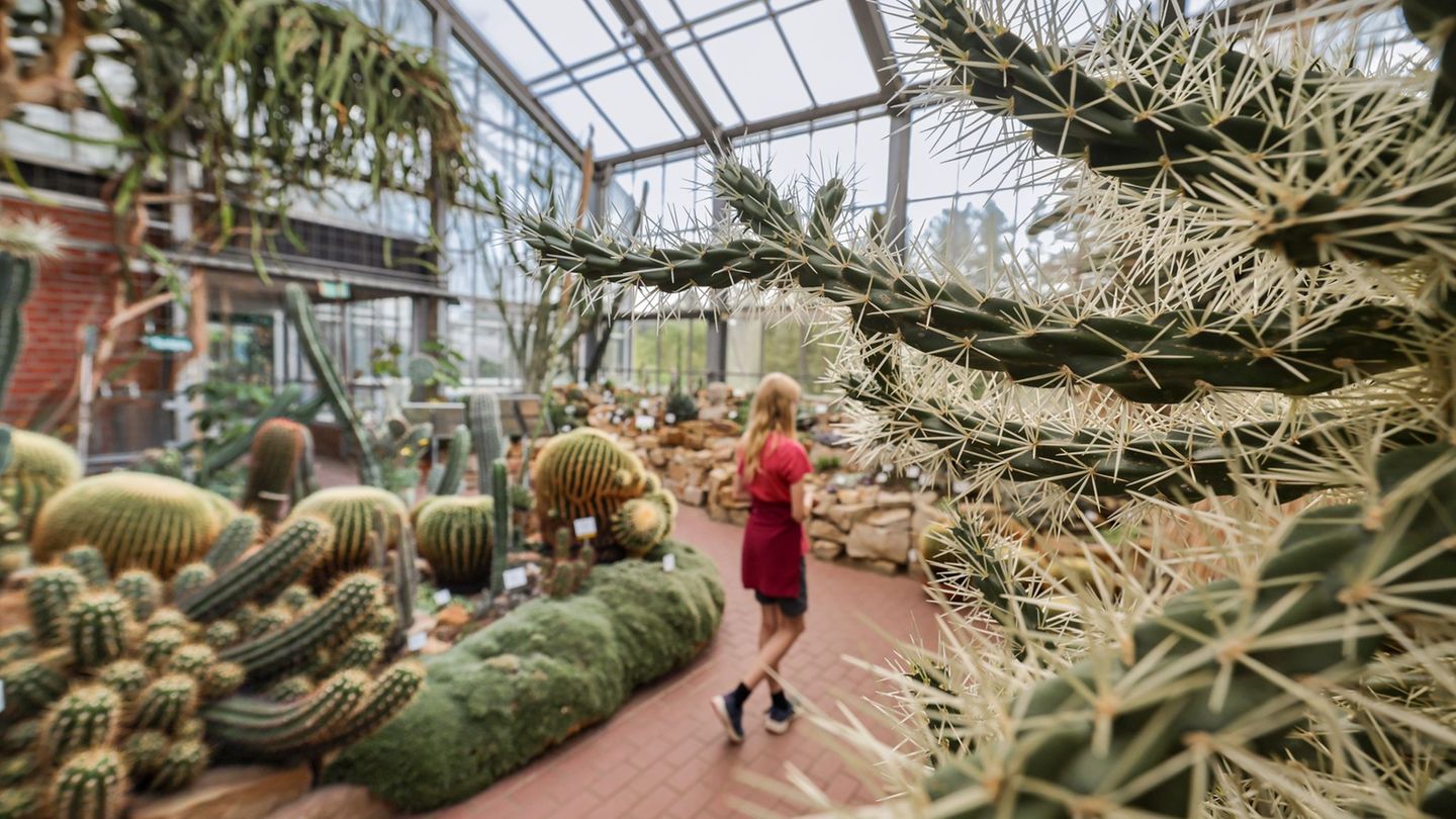 Seltene Pflanzen: Kaktus-Diebe schlagen immer wieder in Botanischen Gärten zu