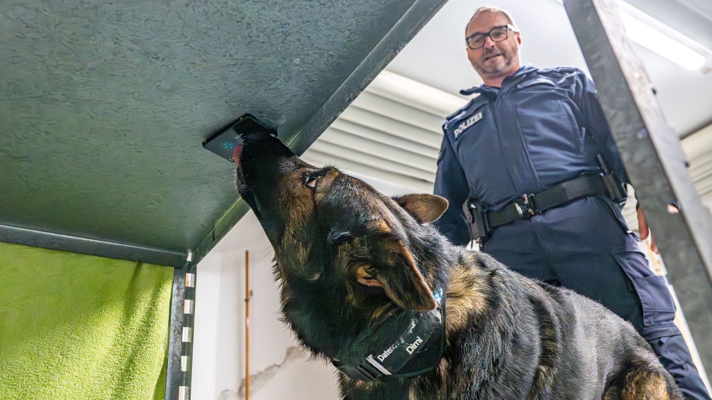 Polizeiausbildung: Feine Nase: Polizeihund Dimi erschnüffelt Datenträger
