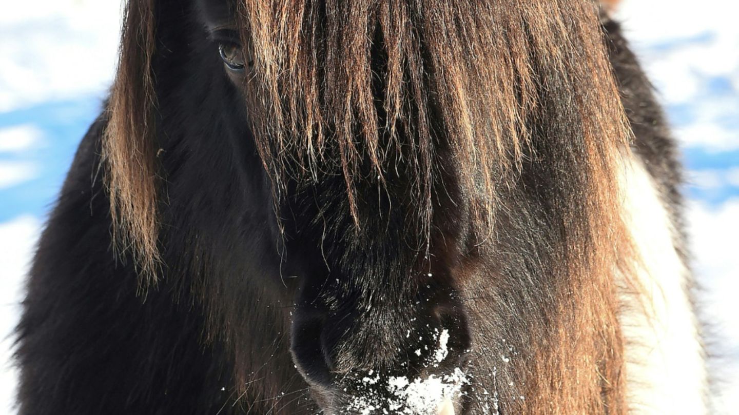 Pferd im Kofferraum: Polizei stoppt bei Aachen mit Pony beladenes Auto