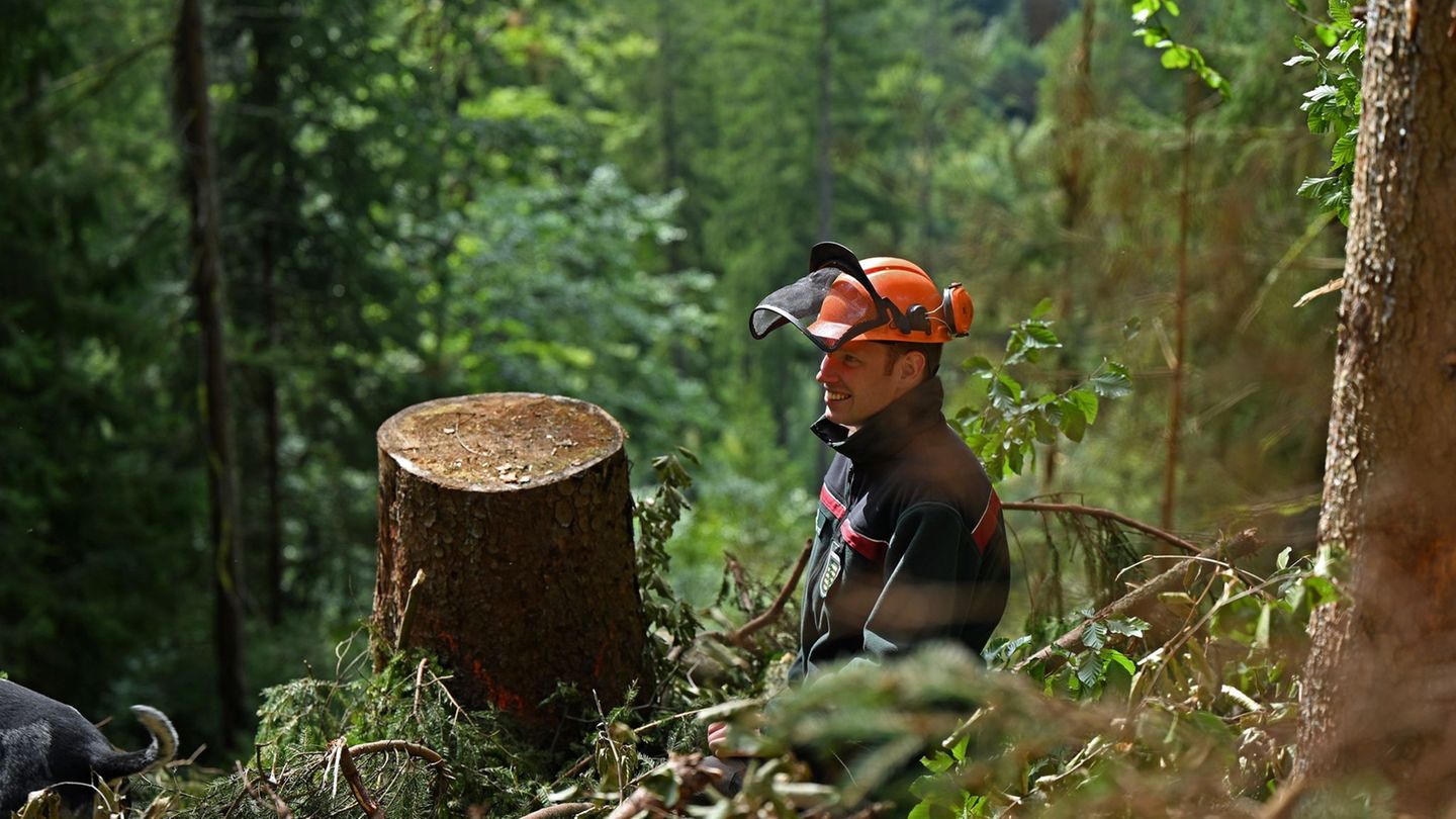 Forstwirtschaft: Sachsenforst sieht nach Sturmböen keine größeren Waldschäden