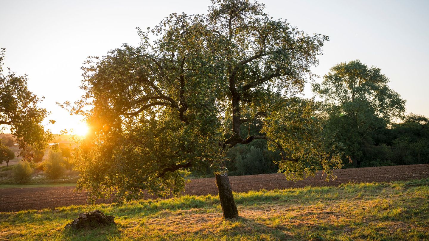 Wetter: Spätsommer kehrt zurück – Bis zu 29 Grad am Freitag