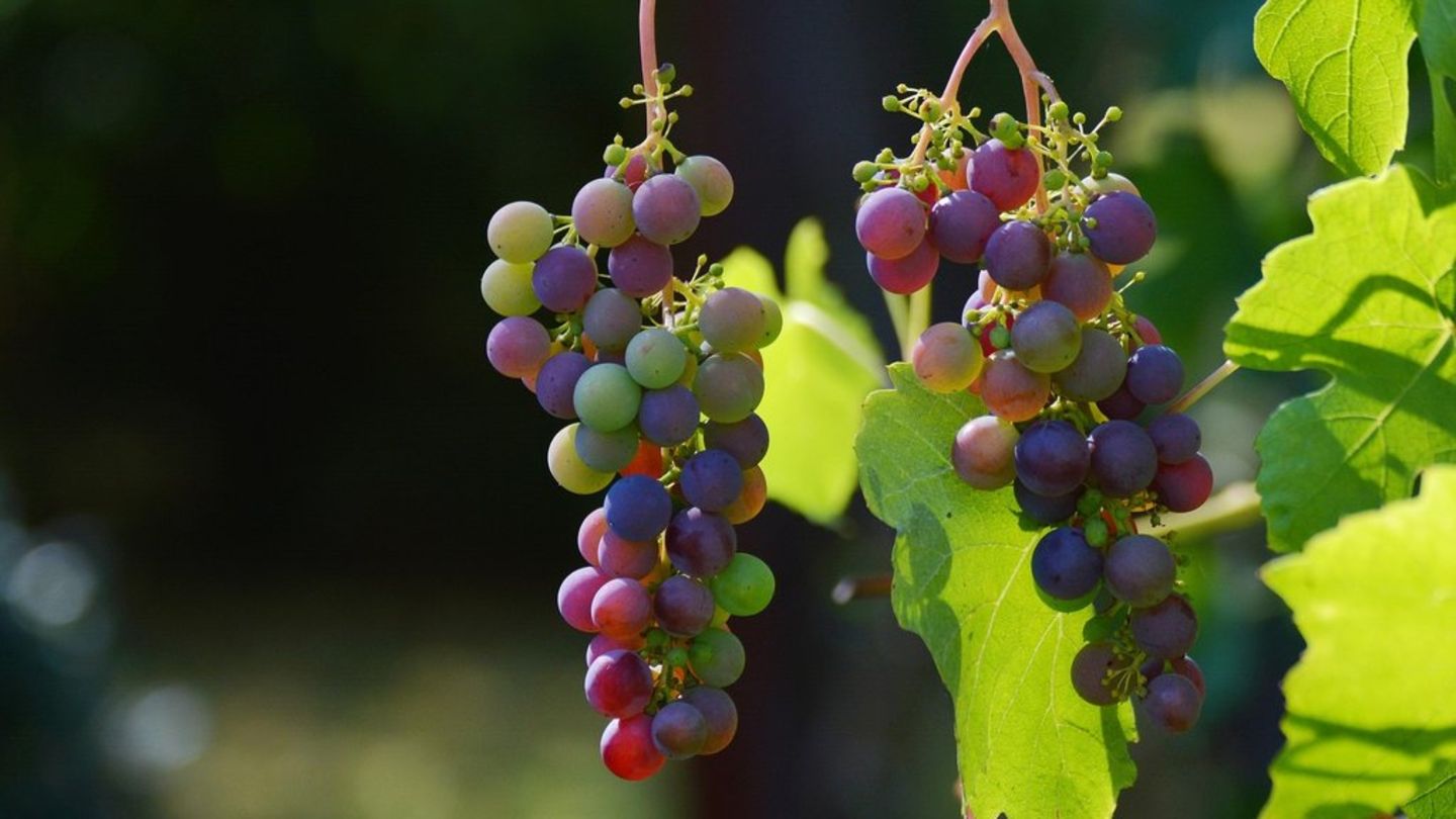 Wein- und Genussreisen im Herbst: Vom hessischen Rheingau bis nach Bordeaux