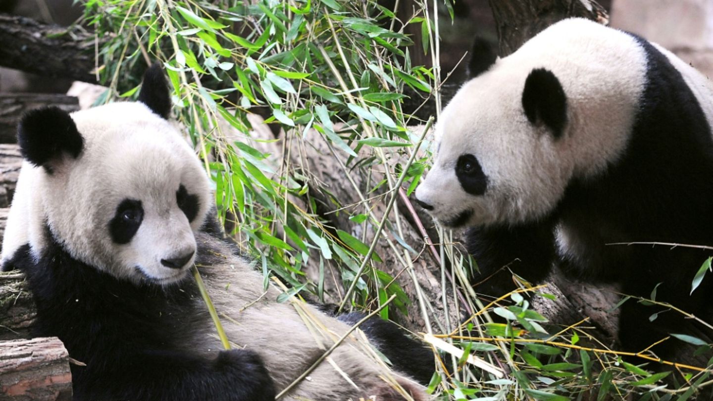 In Frankreich lebendes Pandapaar soll zurück nach China