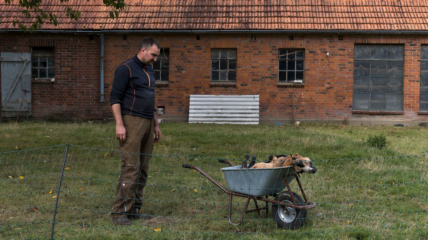 War es ein Wolf?: Hat ein Wolf Schafe in Hamburg gerissen? Genprobe noch offen
