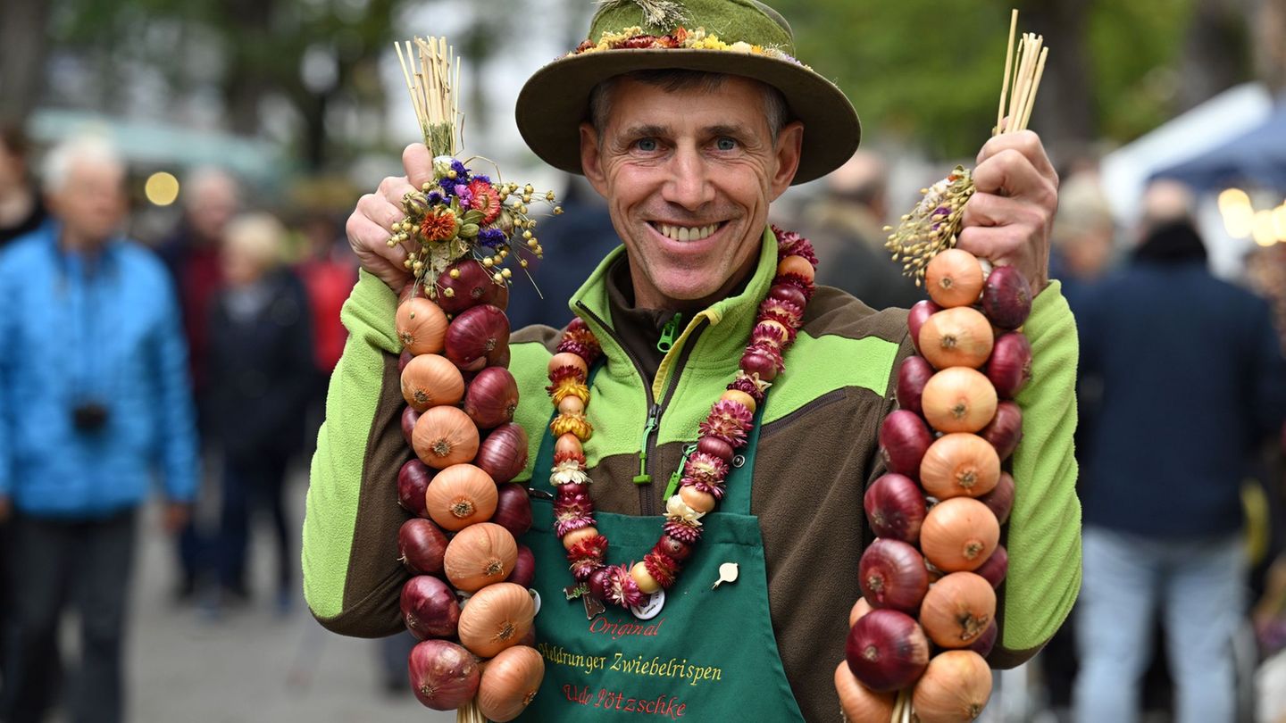 Thüringer Zwiebelmarktsaison: Heldrunger Zwiebelbauern mit Ernte zufrieden