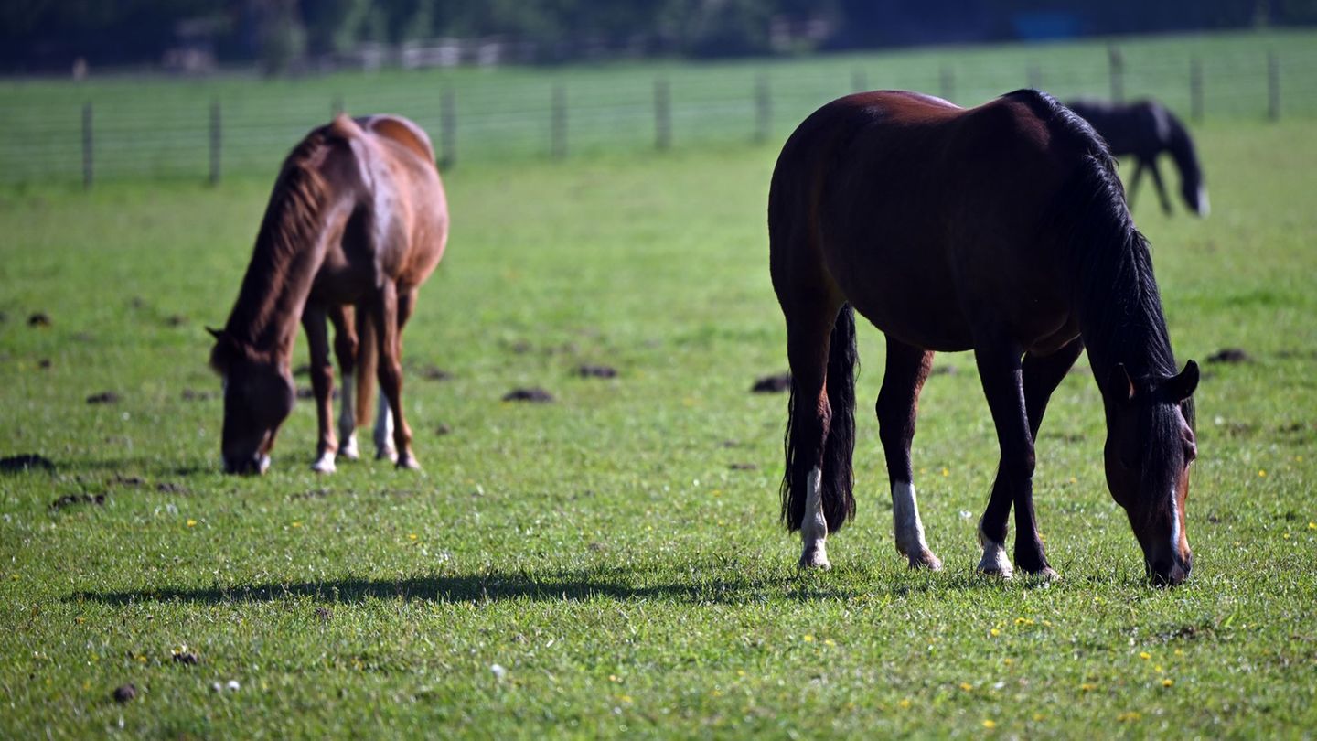 Tiere: Pferd springt aus fahrendem Anhänger auf Autobahn und stirbt