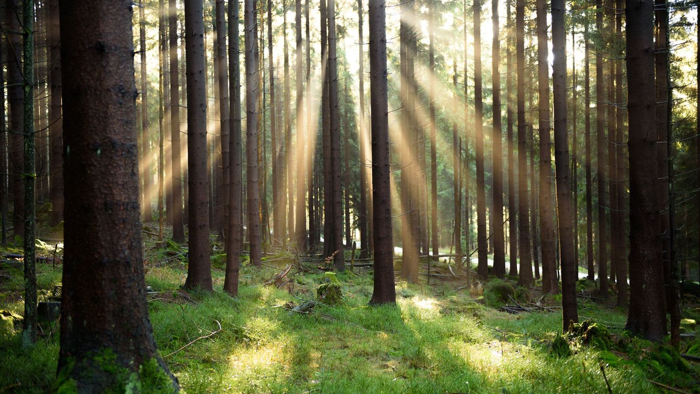 Europäische Umweltagentur: Europas Umwelt kränkelt – und das hat Folgen