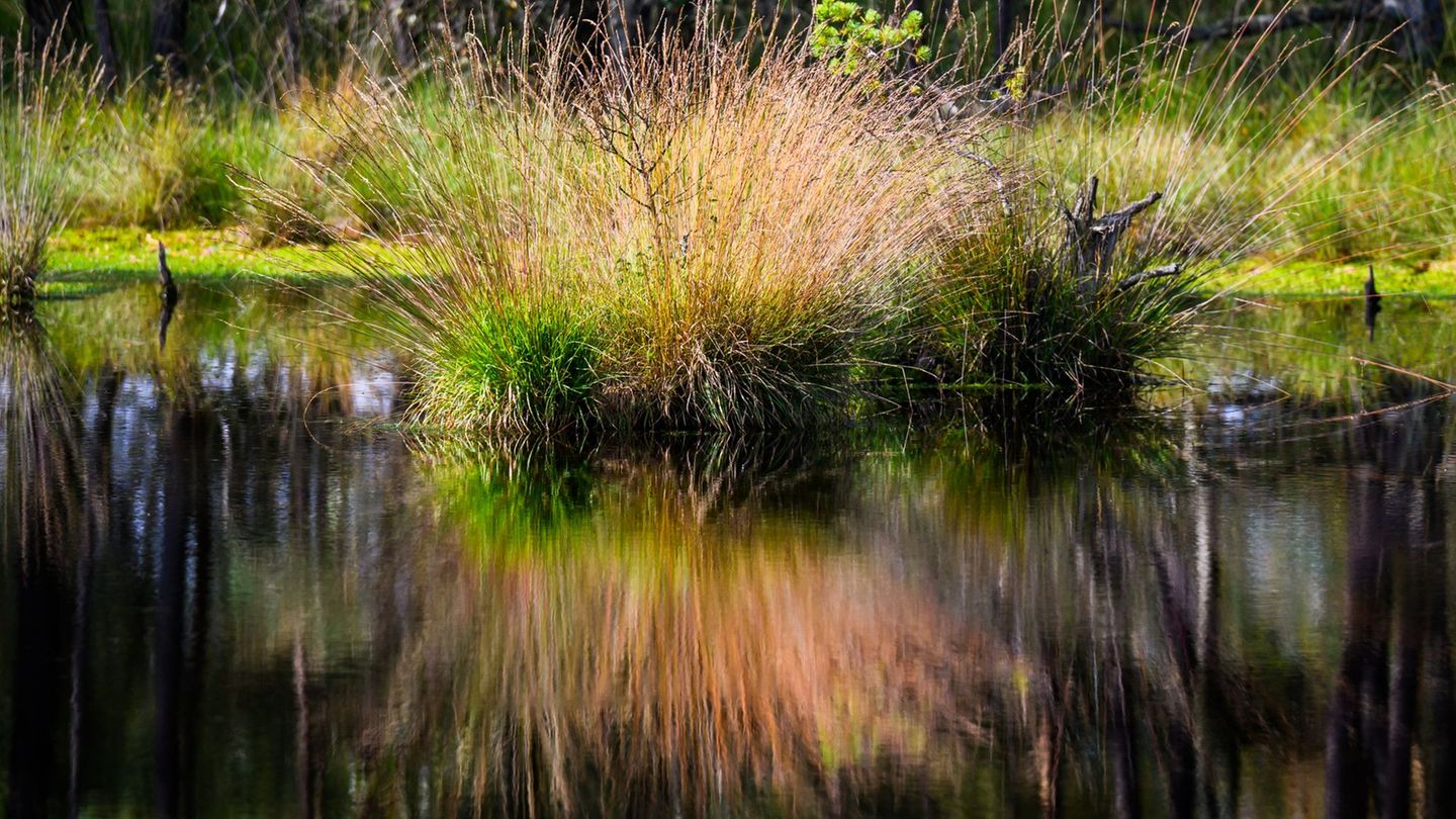 Klimaschutz: Moor-Rettung soll Millionen Tonnen Treibhausgase einsparen