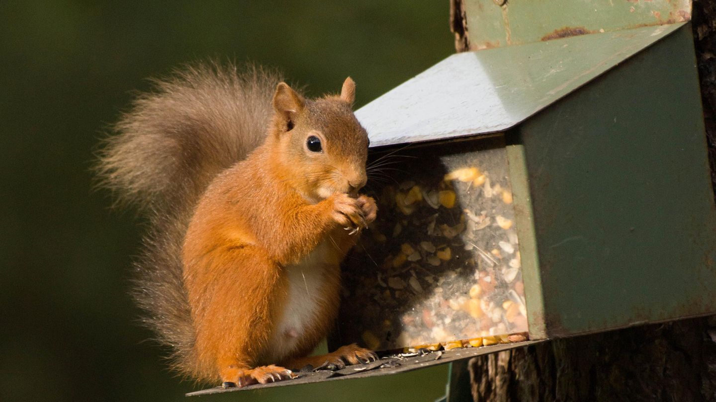 Vorräte anlegen: So helfen Sie Eichhörnchen bei der Nahrungssuche im Herbst