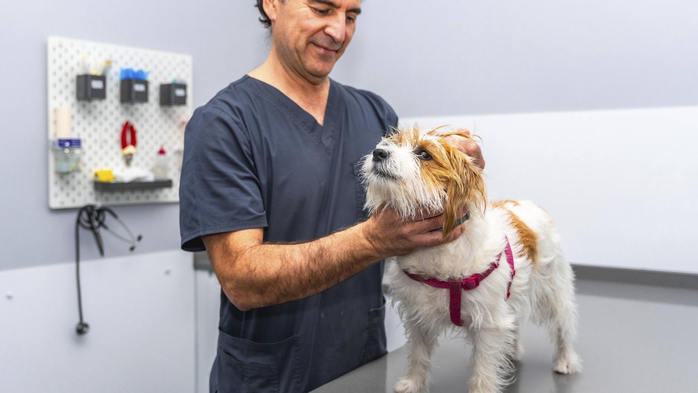 stern-Test 2025: Ausgezeichnete Tierversicherungen: Die richtige OP-Versicherung für Ihren Hund